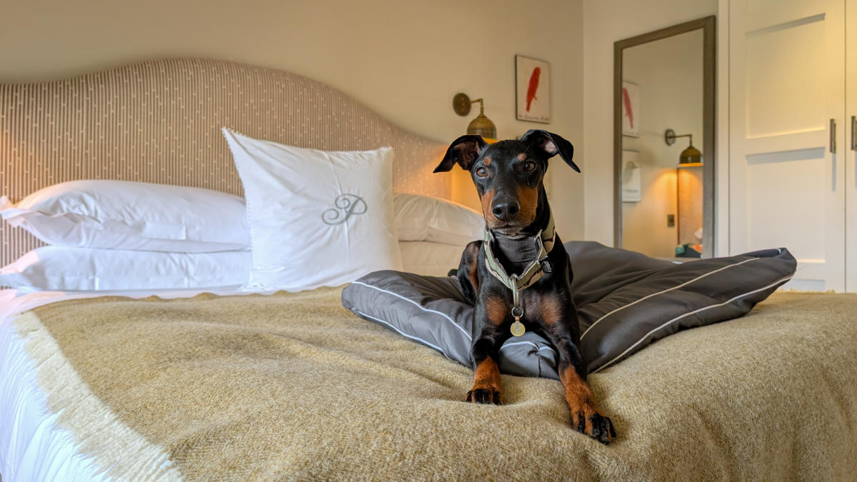 Cotswold Bankview - Dog-friendly Cotswolds without the crowds Lottie Gross dog at The Painswick lying on the bed