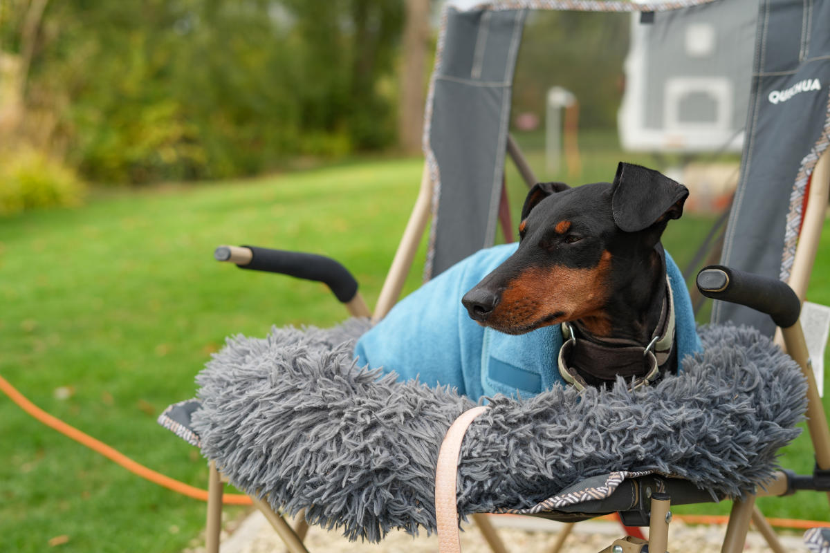 Cotswold Bankview - Dog-friendly Cotswolds without the crowds Lottie Gross dog on a camp chair